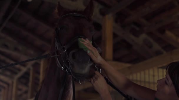 Женщина всадник чистить лошадиное лицо и подготовить животное к выездке — стоковое видео