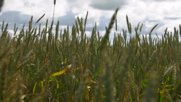 Пшеничне поле, доглянуте вітровою природою на фоні здорового харчування концепція — стокове відео