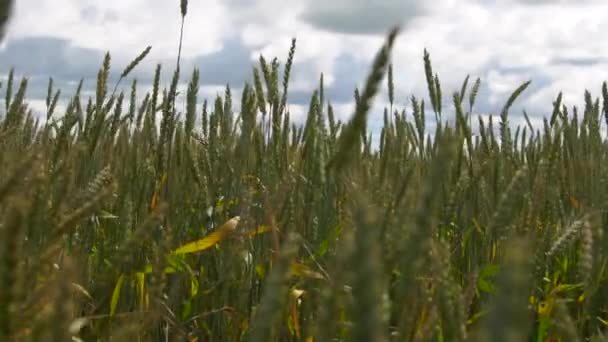 Champ de blé caressé par le vent nature arrière-plan santé alimentation concept 