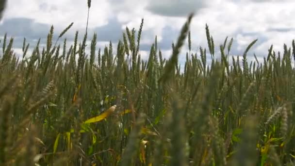 Πεδίο σιτάρι η χαϊδεμένη από τη wind φύση φόντο υγεία τροφίμων έννοια — Αρχείο Βίντεο