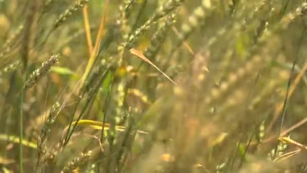 Campo de trigo acariciado por el viento naturaleza fondo salud concepto de alimentos — Vídeos de Stock