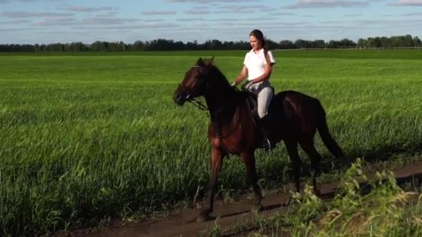 Młoda kobieta jeźdźca na koniu na polu — Wideo stockowe