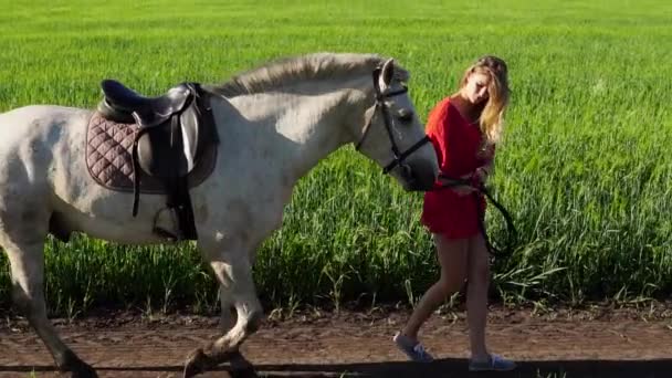 Молодая красивая женщина ведет прогулку с белой лошадью на зеленом поле — стоковое видео