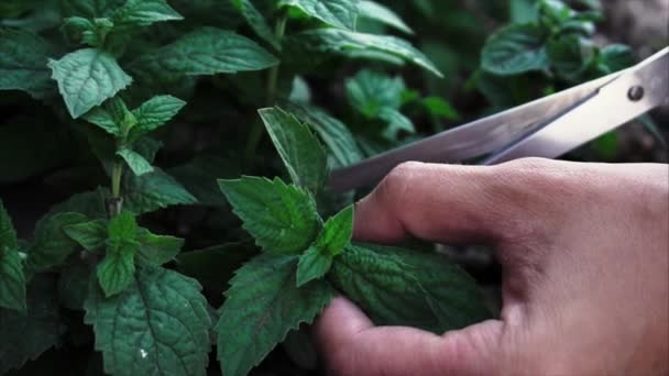 Mãos de homem cortar folhas de hortelã com tesoura — Vídeo de Stock