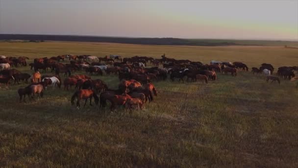 Grupo de caballos pastando en un campo — Vídeos de Stock