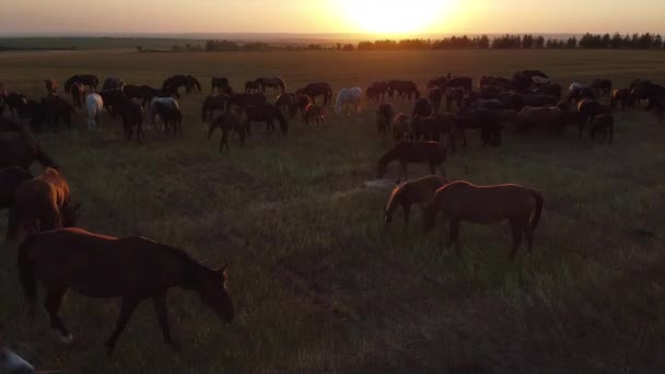 Troupeau de chevaux broutant sur les prairies — Video
