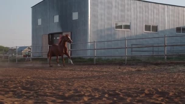 Ung hingst galopperar i hingsten — Stockvideo