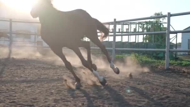 Armăsarul de rasă pură rulează într-un padoc de fermă — Videoclip de stoc