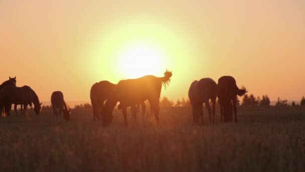 Manada de caballos pastando en pastizales bañados por el sol — Vídeos de Stock