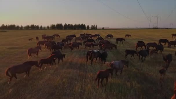 Hjordar av hästar på betesmark vid solnedgången, utsikt över flygplanet — Stockvideo