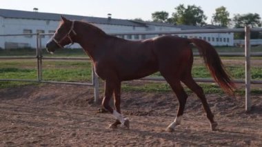Çiftlikteki çayırda zarif bir at