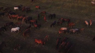 İHA 'dan otlayan atların üst görüntüsü