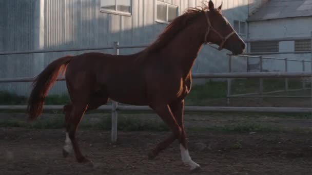 Purebred horse is running in a paddock of farm — Stock Video