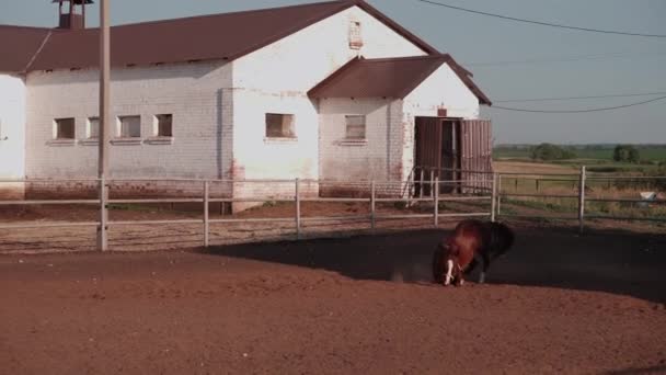 Cavalo jovem rolando na areia no paddock — Vídeo de Stock