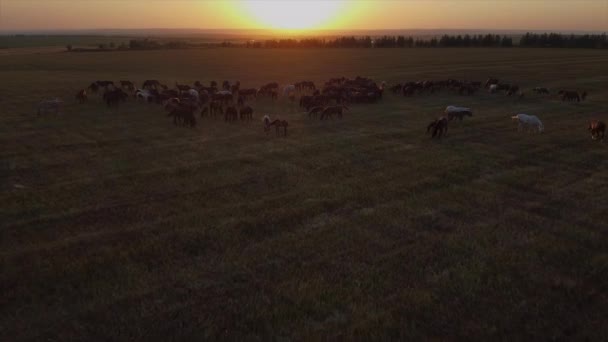 Воздушная сцена с пасущимся стадом лошадей на закате — стоковое видео
