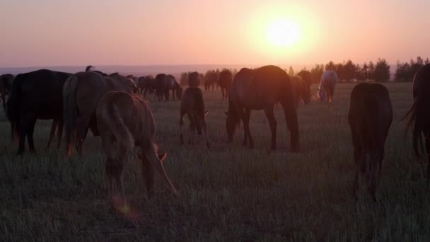 Solnedgång scen av hästar hjord livnär sig på betesmark — Stockvideo