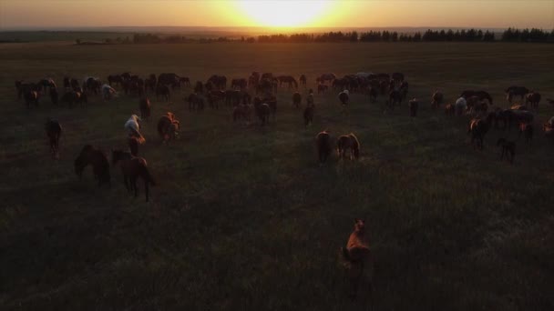 Paisajes nocturnos con manada de caballos pastoreando, aéreos — Vídeos de Stock