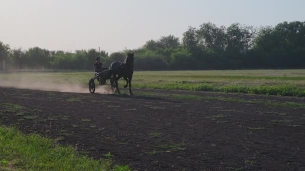 Jockey trots um cavalo no campo — Vídeo de Stock