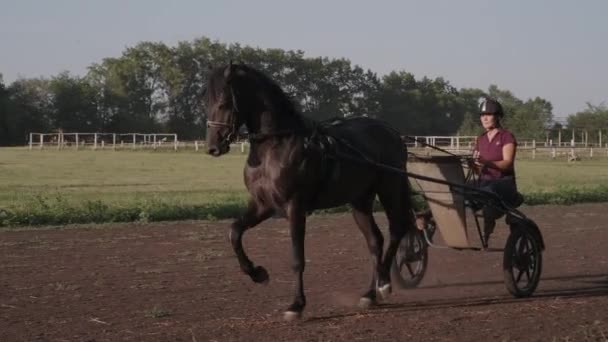 Harnas racen op training hippodrome, paardenvrouw is rijden kar — Stockvideo