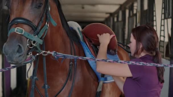 Женщина регулирует седло ремней на лошади в конюшне — стоковое видео