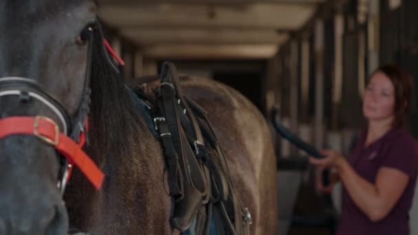 Harnais de cheval dans l'écurie, la femme fixe charrue ou chariot à l'animal — Video