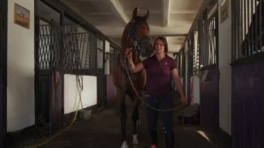 Ahırda önde giden at.