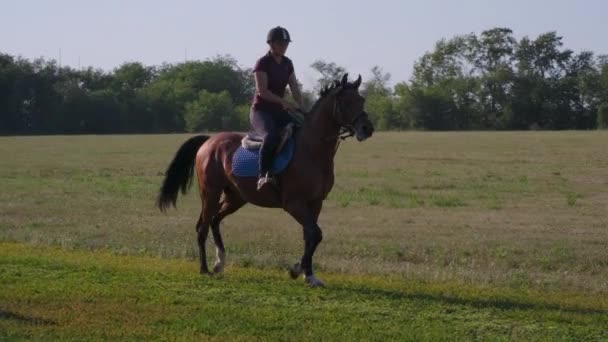 Experienced female equestrian trots in the countryside — Stock Video