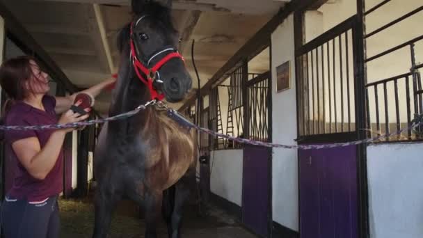 Mulher cavaleiro preparando um cavalo preto no estábulo — Vídeo de Stock