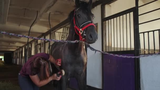 Женщина чистит лошадь, стоя в конюшне — стоковое видео