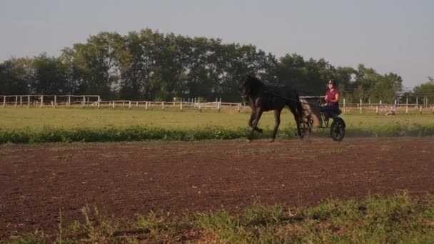 Postroj závodní trénink, žokej sedí uvnitř dvoukolový vozík mrzutý — Stock video