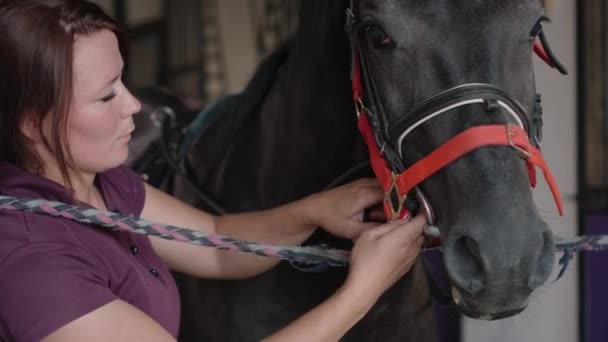 Γυναίκα γαμπρός είναι στερέωση χαλινάρι άλογο, εξοπλισμός για ιππασία — Αρχείο Βίντεο
