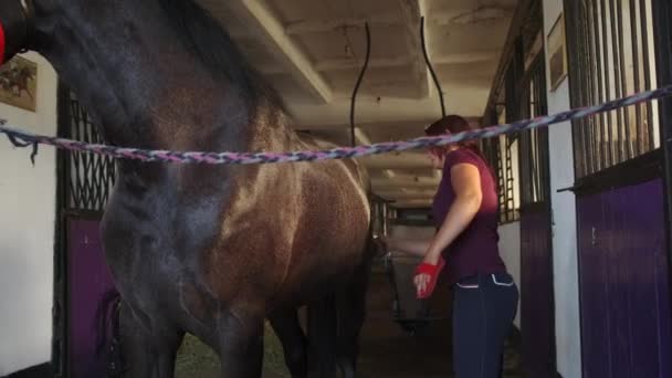 Mulher penteando um cavalo em pé no estábulo — Vídeo de Stock