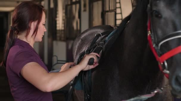 Femme attache une charrette légère avec des sangles au cheval — Video