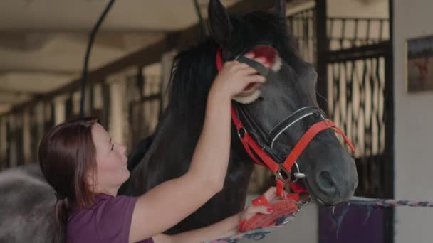 Kůň miluje kartáčování — Stock video