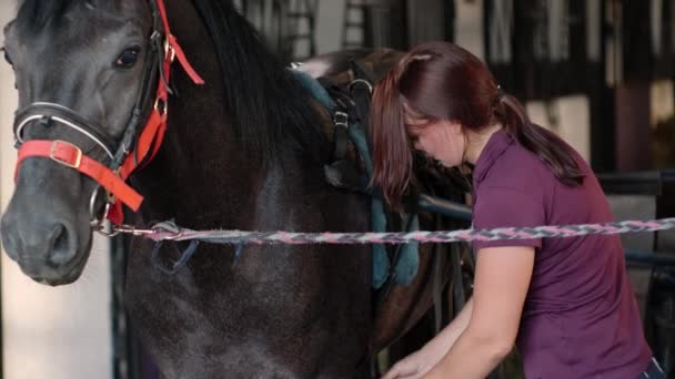 Female is fastening harness of a sulky with straps to horse — Stock Footage Female is fastening harness of a sulky with straps to horse Stock Footage