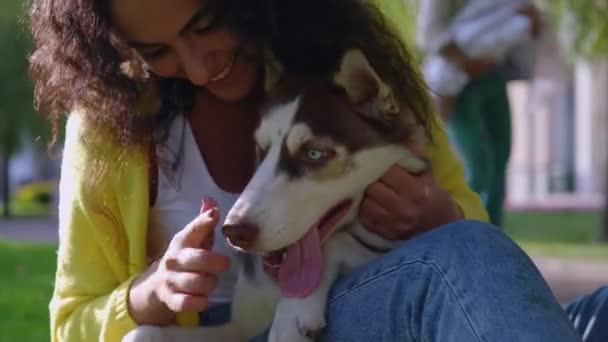 Чистокровная хаски-собака в руках хозяйки в парке — стоковое видео