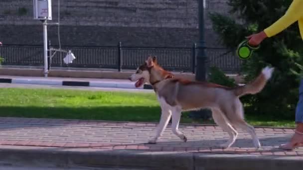 Fura husky kutya sétál a lány tulajdonossal — Stock videók