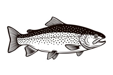 Beyaz arka planda benekleri olan alabalık balığının detaylı bir siyah beyaz çizimi..