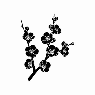 Beyaz arka planda siyah kiraz çiçekleri.