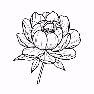 Ayrıntılı bir siyah beyaz çizim. Şakayık çiçeğinin birden fazla yaprak ve yaprak katmanı var..