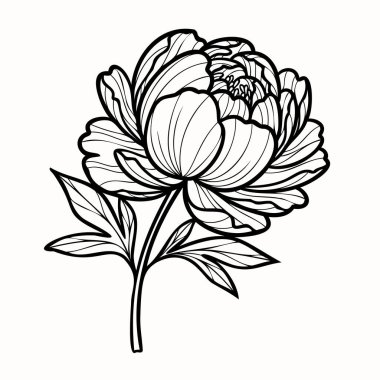 Ayrıntılı yaprakları ve yaprakları olan bir şakayık çiçeğinin siyah beyaz çizgisi..