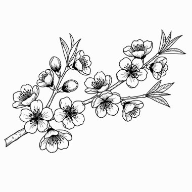 Çiçek açan kiraz ağacının ayrıntılı siyah beyaz çizgisi. Dal, görünür taç yaprakları ve erkeklik organlarının yanı sıra kapalı tomurcukları ve sivri yaprakları olan çok sayıda çiçeğe sahiptir. İllüstrasyon temiz ve vurgulu bir şekilde sunuluyor.