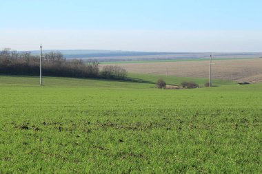 Buğday tarlası ve büyük yeşil buğday manzarası. Fotoğraf ufukta ve güzel bir günde çekildi.