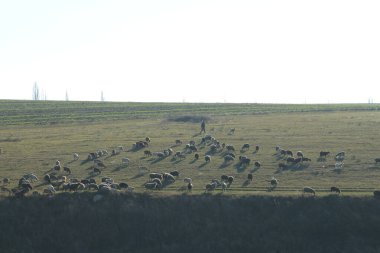 Bir koyun sürüsü tarlada