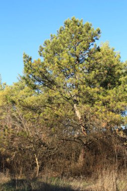 Ormanda çam dalları