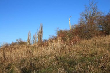 Ağaçları ve yeşil otları olan güzel bir manzara.