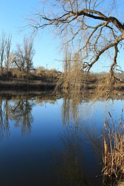 Ağaçlarla çevrili güzel bir göl görüntüsü.