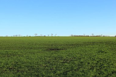 Baharda yeşil çimenler ve mavi gökyüzü..