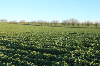 Buğday tarlası olan güzel bir manzara.