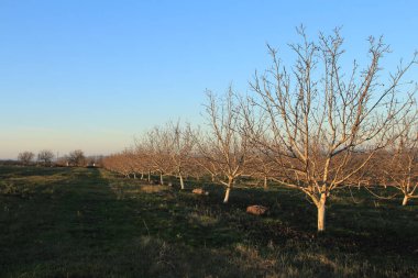 ağaçlar, ağaçlar ve dallar
